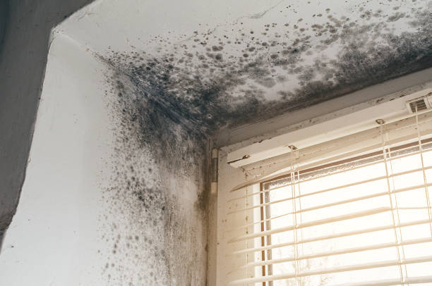 Trusted Attic Mold Removal service in Oak Ridge, TN - Cheap Mold Removal
