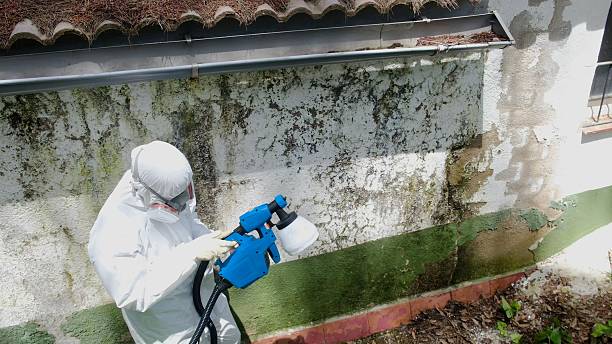 Trusted Mold Removal service in Oak Ridge, TN - Cheap Mold Removal